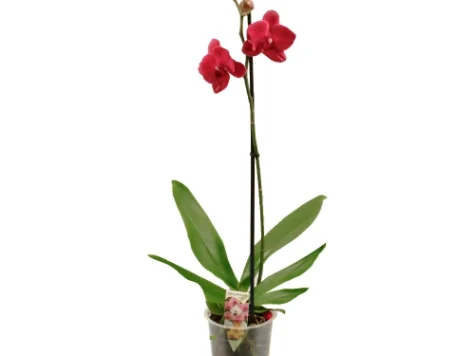 orhidee Phalaenopsis 70 CM - imagine 1