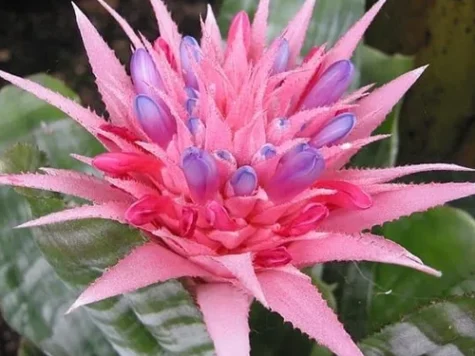 Aechmea 55 cm - imagine 1