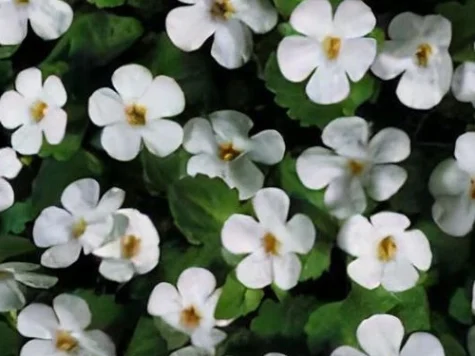 Bacopa - planta perena p 19 gr - imagine 1