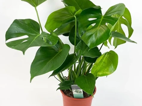 Philodendron 80 cm - imagine 1