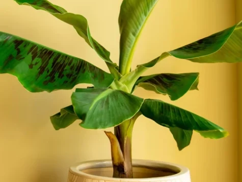 Musa bananier tropical 90 cm - imagine 1