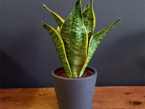 Sanseveria REP - imagine 1