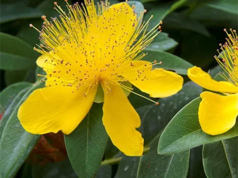 Hypericum planta perena p 21 gr - imagine 1