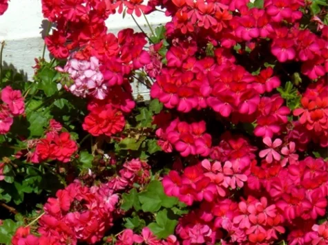 Muscata pelargonium tiroleze p10.5 gr ha pahar patrat - imagine 1