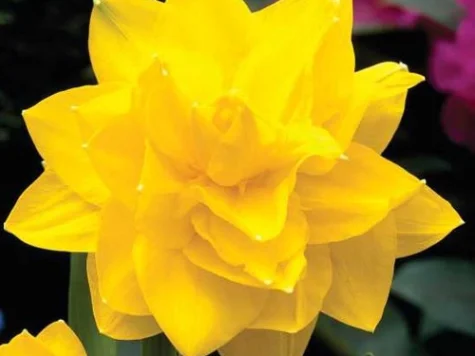 NARCISE GOLDEN DUCAT - imagine 1