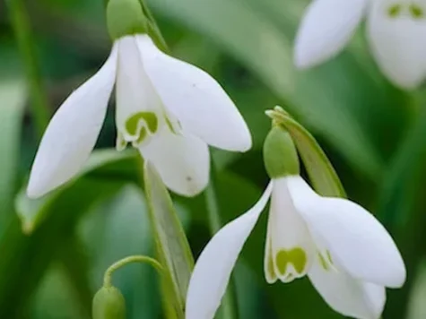 GALANTHUS - GHIOCEI - imagine 1