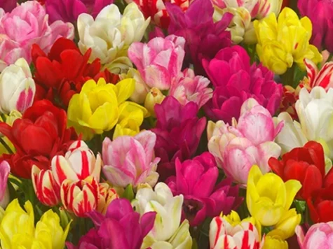 LALELE MULTIFLORA MIX - imagine 1