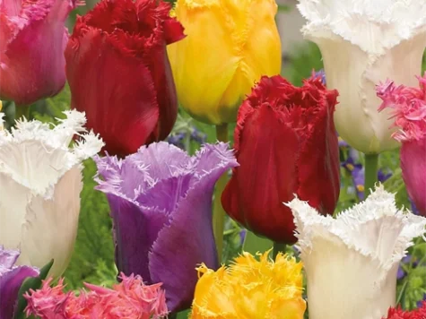 LALELE FRANJURATE MIX - imagine 1