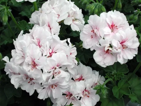 Muscata pelargonium curgatoare p10.5 gr ha pahar patrat - imagine 1