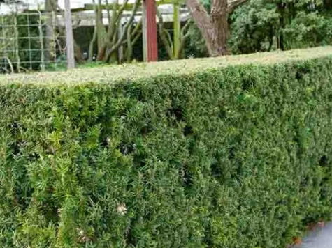 Taxus media Hicksii C2 P17 30-40 CM - imagine 1
