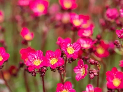 Saxifraga in cultivars P12 - imagine 1