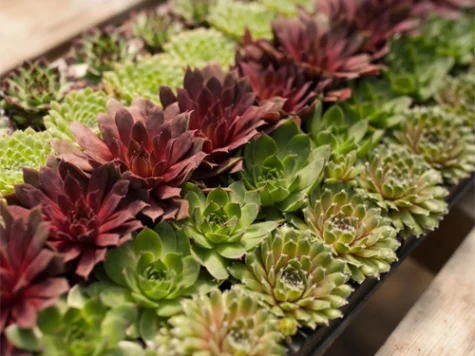 Suculente Sempervivum mix P9 - imagine 1