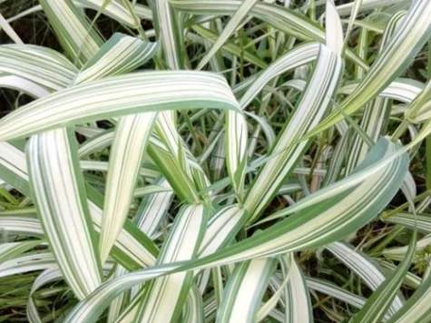 Iarba deco Dianella COOLVISTA P23 - imagine 1