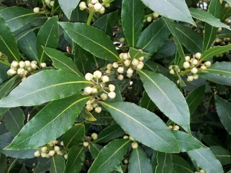 Laurus nobilis Dafin Stem 6-8 80 cm clt 10 - imagine 1