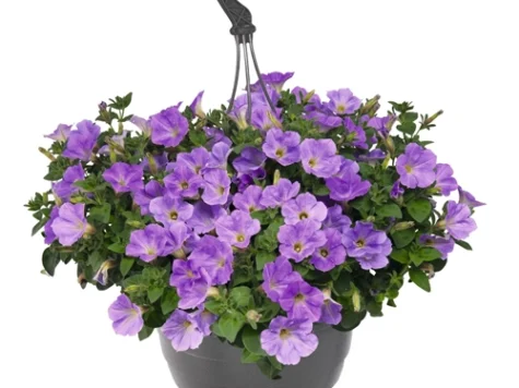 Viola basket p19 cu agatatoare - imagine 1