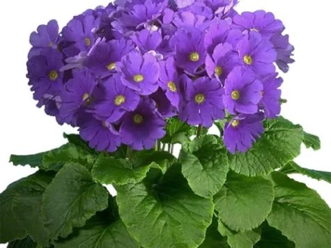 Primula obconica p12 ha - imagine 1