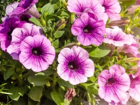 Promo petunia 24.90 hybrida 4+1 - imagine 1