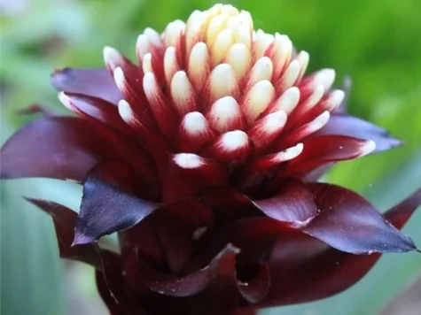 Guzmania paulina 50 cm - imagine 1