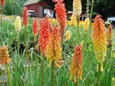 Kniphofia Ulvaria Flamingo CLT5 - imagine 1
