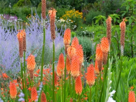 Kniphofia Royal Castle CLT5 - imagine 1