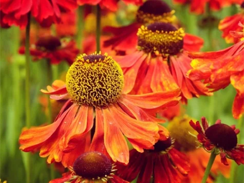 Helenium Tom - imagine 1