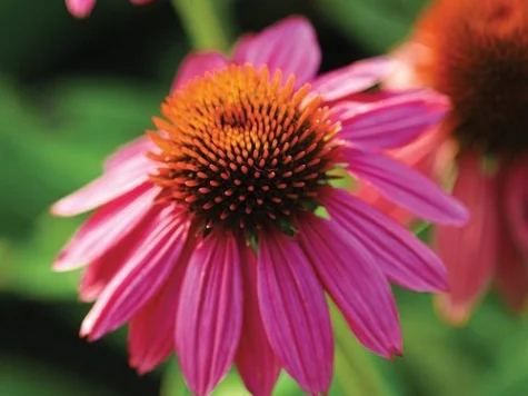 Echinacea Butterfly CLT5 - imagine 1