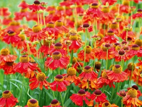 Helenium Moerheim Beauty CLT5 - imagine 1