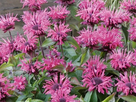 Monarda Herbert s Pink CLT5 - imagine 1