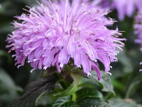 Monarda Blue Moon CLT5 - imagine 1