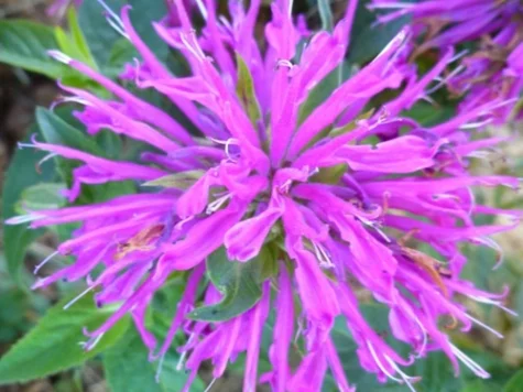 Monarda Didyma Balmy Lilac CLT5 - imagine 1