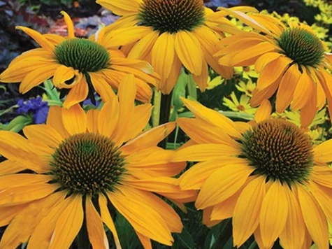 Echinacea Yellow Shades CLT5 - imagine 1