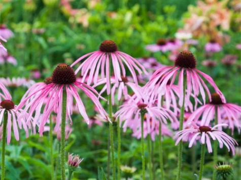 Echinacea Pallida CLT5 - imagine 1