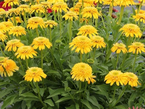Echinacea Eccentric Yellow CLT5 - imagine 1