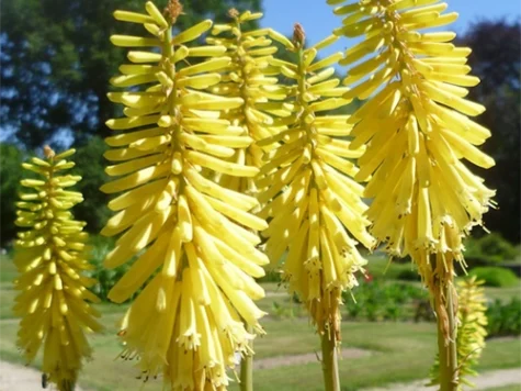 Kniphofia Citrina CLT5 - imagine 1