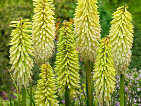 Kniphofia Ice Queen CLT5 - imagine 1