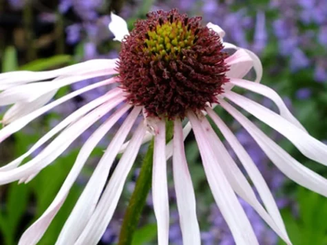 Echinacea Pallida Hula Dancer CLT5 - imagine 1