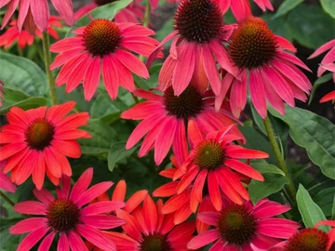 Echinacea Lakota Red CLT5 - imagine 1