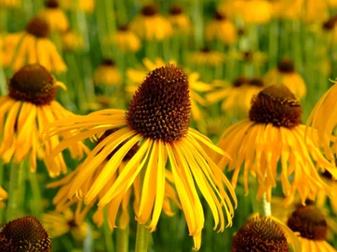 Echinacea Paradoxa CLT5 - imagine 1