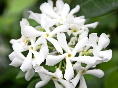 Trachelospermum Jasminoides - iasomie stelata CLT5 - imagine 1