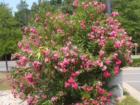 Leandru pitic WHITE Nerium oleander P21 25-30 CM - imagine 1