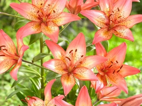 Crin Lilium Pink Flavour P19 - imagine 1