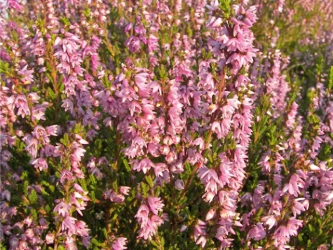 Calluna in cultivars P 12 - imagine 1