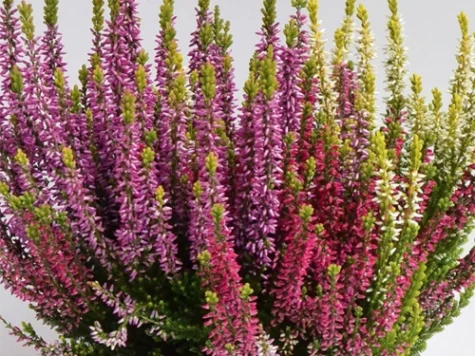 Calluna 'Beauty Ladies' Trio P9.5 - imagine 1