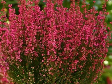 Erica Carnea in Cultivars P12 - imagine 1