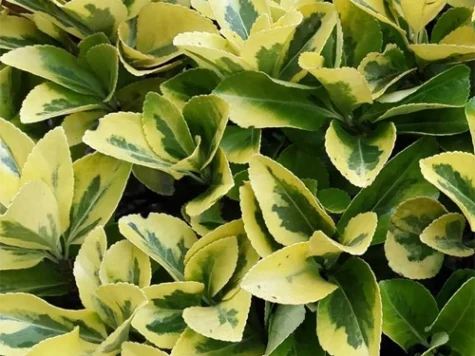 Euonymus jap. Aureomarginatus C2/P17 20-25 CM - imagine 1