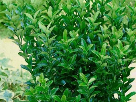 Euonymus jap. Green Spire C2/P17 30/+ CM - imagine 1