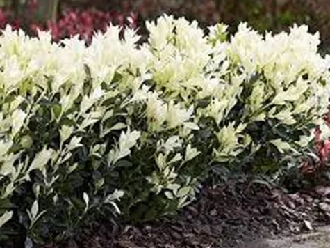 Euonymus Japonicus Paloma Blanca C1/P13 15-20 CM - imagine 1