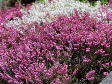 Erica cinerea in cultivars P12 - imagine 1
