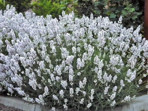 Lavandula ang. Alba C1,5/P15 25/+ CM - imagine 1
