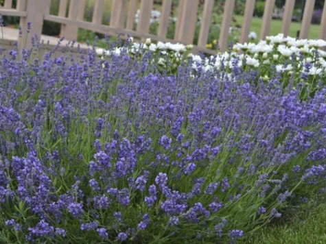 Lavandula angustifolia C2/P17 - imagine 1